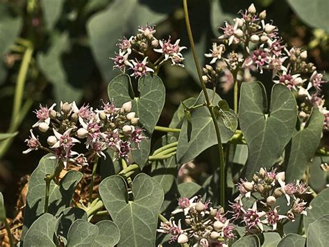 Flora De Malpica De Tajo Matac N O Correhuela Blanca Cynanchum Acutum