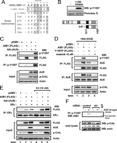 Abl Kinase Directly Phosphorylates Phospho Y And Binds To Aib A