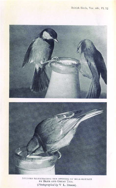 Blue And Great Tits Opening Milk Bottles From James Fisher And R