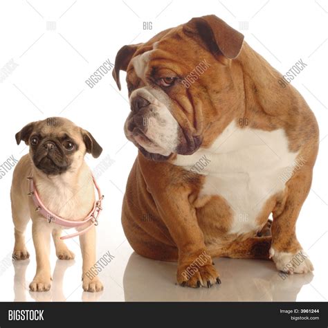 English Bulldog Pug Image And Photo Free Trial Bigstock