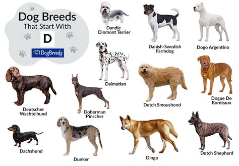 A Dog Breed That Starts With A K