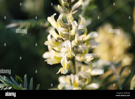 Sophora Foxtail Sophora Alopecuroides Sophora Vulgaris Perennial