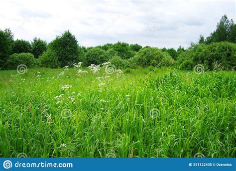 An Overgrown Field White Flowers In The Foreground Cloudy Summer