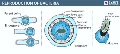 Bacteria Definition Structure Diagram Classification