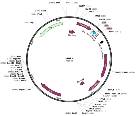 Pjmp3 枯草芽孢杆菌基因编辑质粒 Sgrna 表达载体 质粒载体 Atcc Dsm Ccug 泰斯拓生物