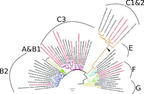 Phylogenomic Tree Of 64 Broadly Sampled Cyanobacteria Showing The