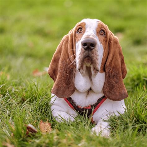 Understanding Your Pup: Dog Breeds and Personalities - NHV Blog