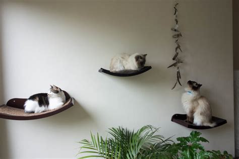 Diy Cat Shelves The Kitty Expert