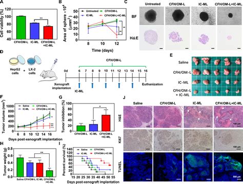 Antitumor Efficacy In Vitro And Vivo A Cell Viability Of Hepg Lx