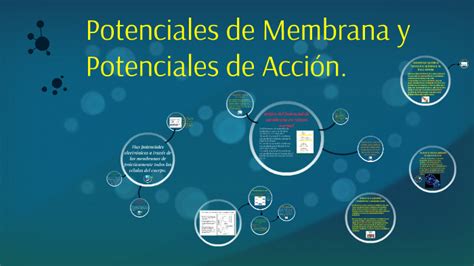 Potenciales De Membrana Y Potenciales De Acción By Ronny Patiño On Prezi