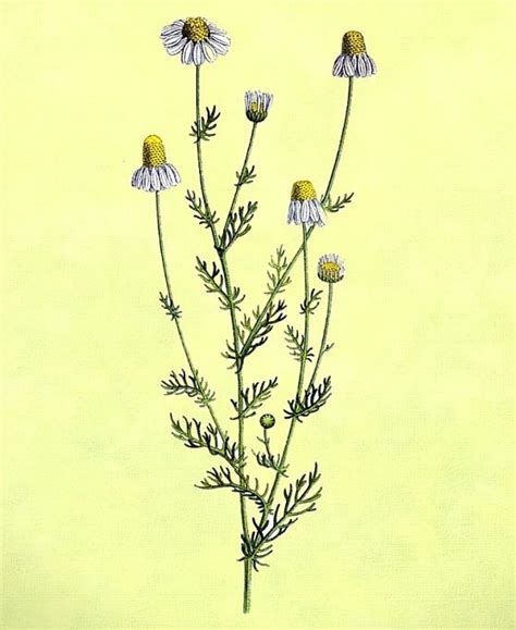 Chamomile Dry Extract Kharms