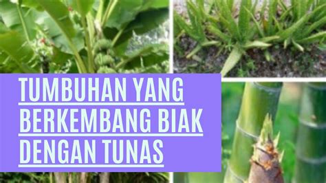 Tumbuhan Yang Berkembang Biak Dengan Tunas Youtube