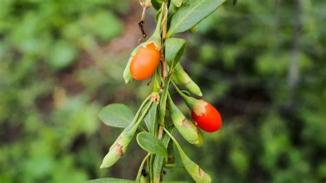 Goji Beere Anbauen Pflegen Und Ernten Garta