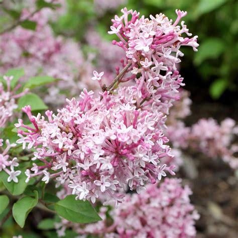 Buy Affordable Scent and Sensibility Pink Lilac bush - Syringa vulgaris ...