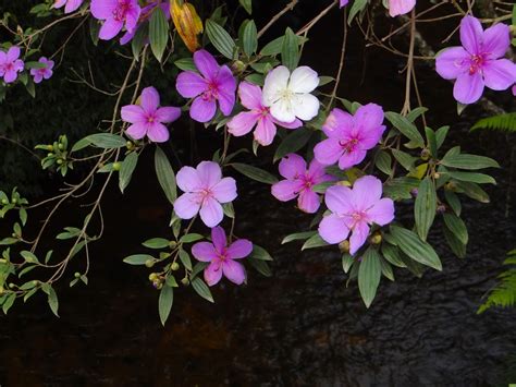 Tibouchina mutabilis Manacá da Serra Biocomp Ecologica Flickr