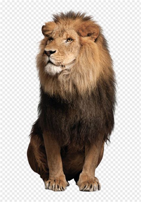 Lion Face Free Icon Library
