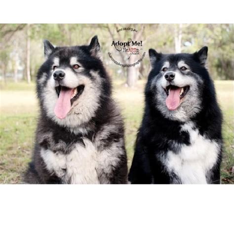 Teddy To Be Rehomed With Taro Large Male Alaskan Malamute X Samoyed