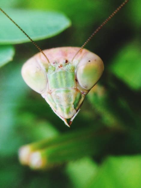 Premium Photo Extreme Close Up Of Praying Mantis