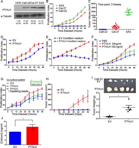 Autocrine PTHLH Controls HNSCC Cell Growth A PTHLH Expression Among