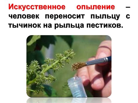 Опыление и оплодотворение цветковых растений - online presentation