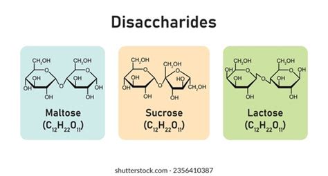 Disaccharide Royalty-Free Images, Stock Photos & Pictures | Shutterstock