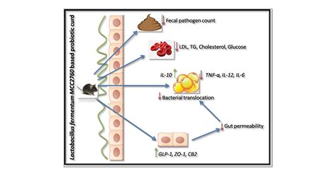 Why Is Lactobacillus So Important For Gut Health?, 40% OFF