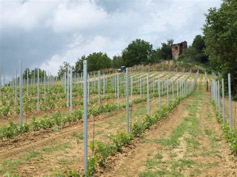 Terminato Un Nuovo Impianto Vigneto Braida Vini