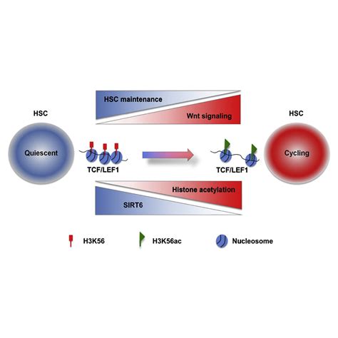 Sirt Controls Hematopoietic Stem Cell Homeostasis Through Epigenetic