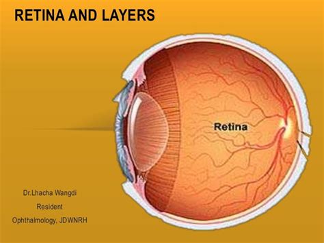 Retina And Layers