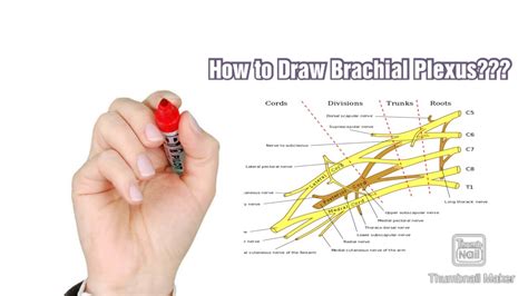 How To Draw Brachial Plexus Easily Brachial Plexus Drawing Bangla