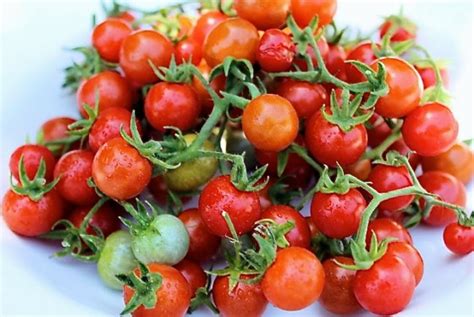 Focaccia Con Tomate Cebolla Y Romero Receta S Per F Cil Enri Lemoine