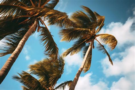 Premium Photo Photo Of Palm Trees Bent By Strong Winds