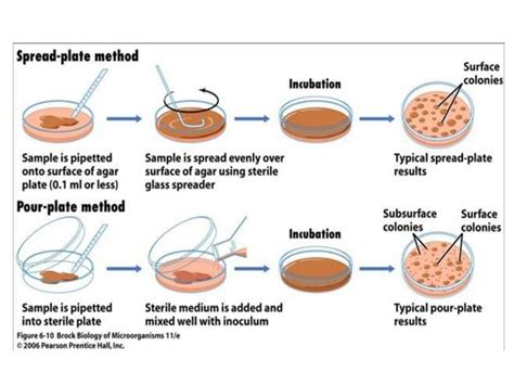 Cultivation Of Bacteria And Culture Methods