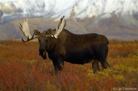 Bull Moose Vivid Fall Foliage Colors Denali National Park Denali