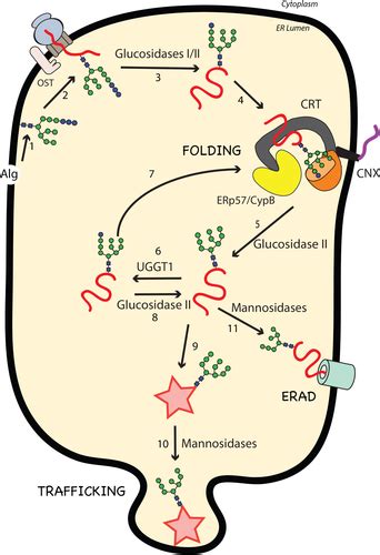 NGlycanbased ER Molecular Chaperone And Protein Quality Control