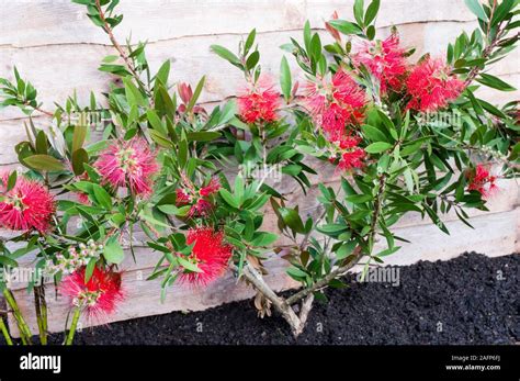 Callistemon Citrinus Splendens Bottlebrush Plante Produit Des Fleurs