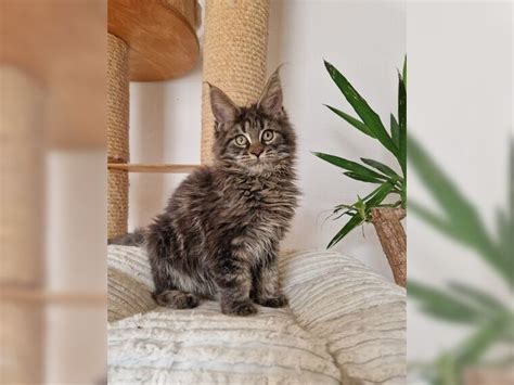 Wundersch Ne Maine Coon Mit Stammbaum Pfedelbach Tabby Deine