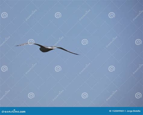 Mouette Volant Au Dessus De La Mer M Diterran E Image Stock Image Du