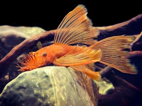 Super Red Long Fin Bristlenose Catfish Aquafood