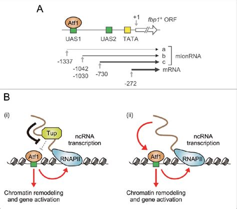 Regulation Of TF Binding By Promoter Associated NcRNAs In Fission