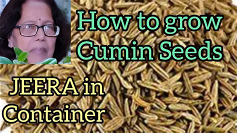 How To Grow Cumin Seeds How To Grow Cumin Zeera In Container How