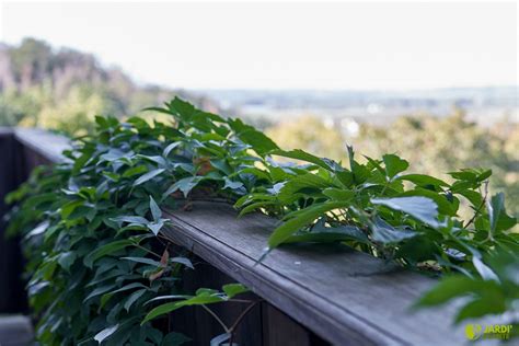 Quelles Sont Les Meilleures Plantes Grimpantes Pour Votre Balcon