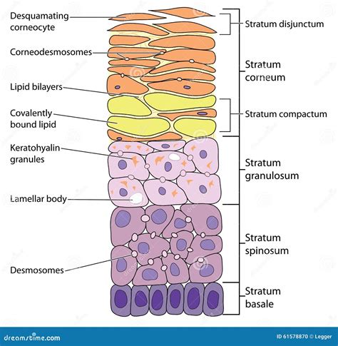 Corneocytes Stock Illustrations 3 Corneocytes Stock Illustrations