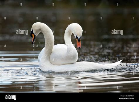 Mute Swans Cygnus Olor Pair Bonding Uk Stock Photo Alamy