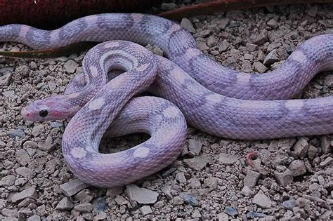 24 Beautiful Corn Snake Morphs, Colors and Prices (With Pictures ...