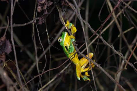 Black webbed Flying Frog from 中国云南省西双版纳傣族自治州勐腊县勐仑镇W79H X5G 邮政编码 666303