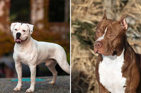 American Bulldog Vs Pitbull Terrier: Which One Is The Better Dog Breed ...