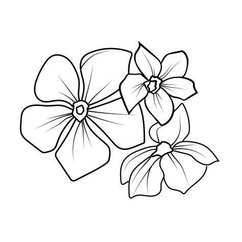 Premium Vector Outline Periwinkle Drawing Periwinkle Flower Line