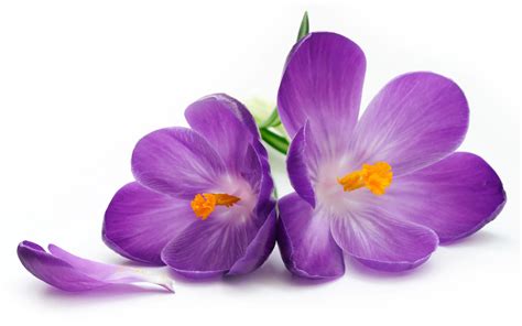 Purple Flowers Wallpapers - Movie HD Wallpapers