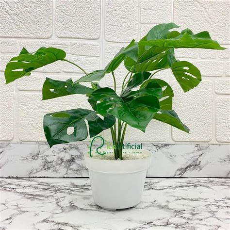 Jual Pohon Daun Monstera X12 Semi Latex Artificial Pot Dasar Putih